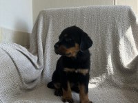 Rottweiler safkan alman yavru