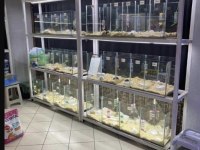 HAMSTER ANTALYA ADRESE AYNI GÜN TESLİM