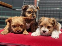 Tea cup morkie yavrular petmode den
