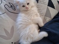 British longhair yavru
