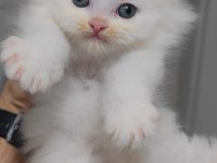 British Longhair Kedisi