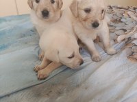 Safkan English Creamy Golden Retriever