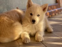 Safkan husky yavrularım