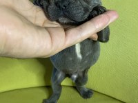 French bulldog blue erkek yavru