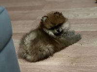 Antalya pomeranian boo