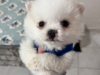 Dişi Pomeranian Yavrumuz Yeni Ailesini Arıyor