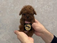 Pets World güvencesiyle orijinal toy poodle yavrularımız