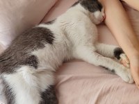 Kedimizin kuyruğu yok kucaktan inmiyor yuva arıyoruz