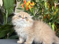 Safkan ve Şecereli Golden Chocolate Scottish Fold LH