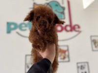 700 gr 4 aylık kore micro tea cup poodle