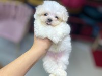 SON KALAN MALTESE BEBEKLER