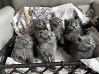 3 adet gri scottish fold yavrular