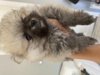 Saf ırk pomeranian