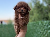 AŞILI PASAPORTLU MİKROÇİPLİ TOY POODLE YAVRULARIMIZ 