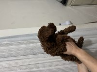 Toy poodle yavrular 3 aylık