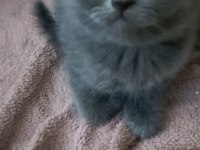 British shorthair safkan