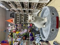 British shorthair prens erkeğimiz