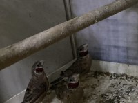 Kesik boyun ispinozlar