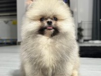 3 aylık pomeranian boo ve teddy bear kardeşler