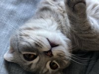 Scottish fold erkek kedimiz