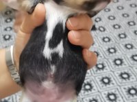 Minyatür pinscher