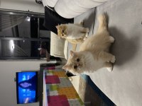 Yakışıklı chinchilla kardeşler ailelerini arıyor