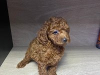Kore 56 Günlük Toy Poodle Dişi ve Erkek Yuva Arıyor
