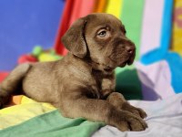 KAHVERENGİ MÜTHİŞ GÜZELLİKTE LABRADOR YAVRULAR