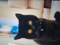British shorthair kehribar renkli gözlü