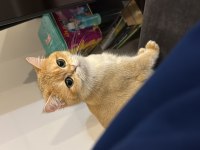 Golden Sarı Yeşil Gözlü British Shorthair