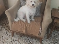 Yetişkin erkek köpeğimiz