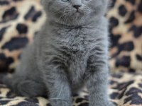 Scottish Fold Yavrularımız Evinizin Neşesi Olacaktır