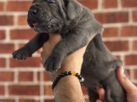 Dev Cane Corso Yavruları