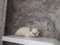 2 Aylık British Shorthair ve Scottish Fold Dişi Yavrular