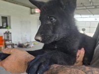 North American Wolfdog ve Alman Kurdu yavruları