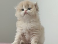 British Longhair Golden Dişi