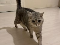 1 yaşında dişi kedimize kalıcı yuva arıyoruz