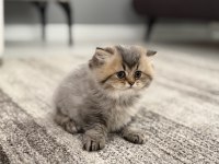 British Longhair