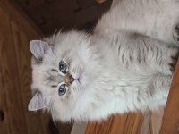 British Longhair 9 Aylık