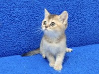 GOLDEN BEBEK YAVRUMUZ YENİ YUVASINI ARIYOR