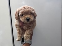 Anne maltipoo baba toy poodle