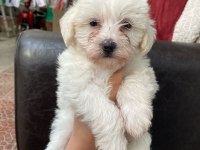 Yavru terrier köpeklerim