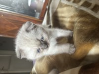 55 günlük scottish fold Blue Point erkek