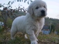 Golden Retriever Yavrular Canlı Görerek Alabilirsiniz