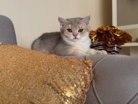 SAFKAN BRİTİSH SHORTHAİR BLUEGOLDEN YAVRU