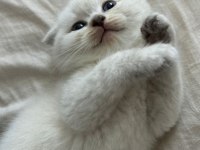 1.5 aylık tuvalet eğitimli mavi gözlü scottish fold