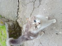 Bir aylık 4 yavru kedim var