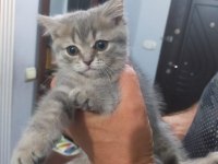 Scottish fold yavrular