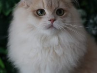 British Longhair Lilac Golden Erkek