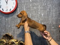 Ukrayna doğumlu dişi dachshund sosis yavru